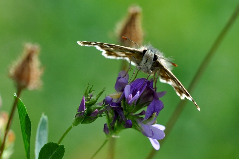 835 - VLINDER - VERTESSEN HENRI - belgium.jpg